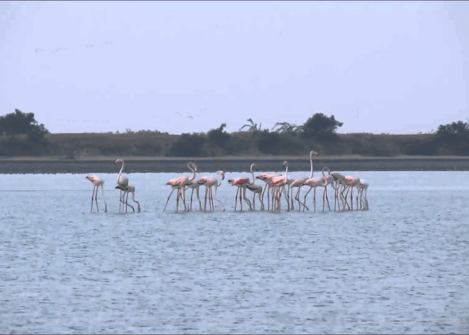 Kodaikkarai Bird Sanctuary